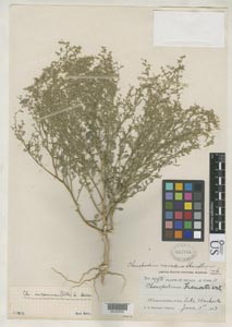 Herbarium Sheet of US 692766 